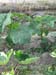 Lady Finger planting 16